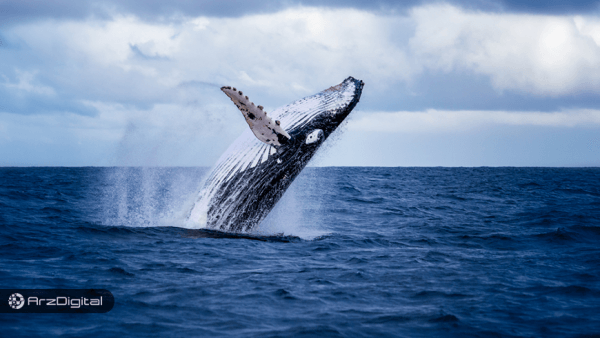 افزایش شدید فعالیت نهنگ‌های بیت کوین/ باید منتظر چه اتفاقی باشیم؟