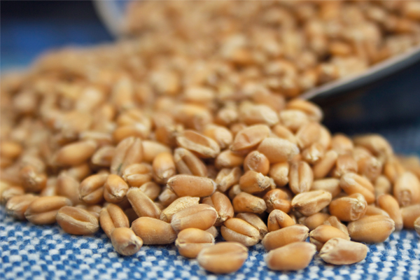 کاهش قیمت جهانی گندم و ذرت