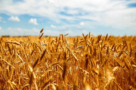 قیمت پیشنهادی گندم برای سال زراعی جدید 2868 تومان اعلام شد