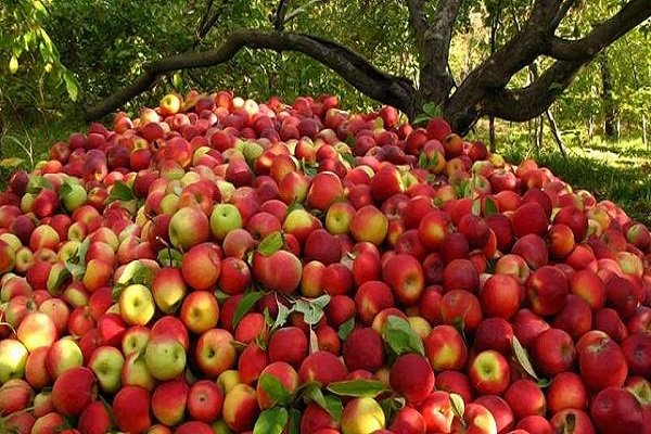 قیمت سیب صنعتی ۸۰۰ تومان تعیین شد