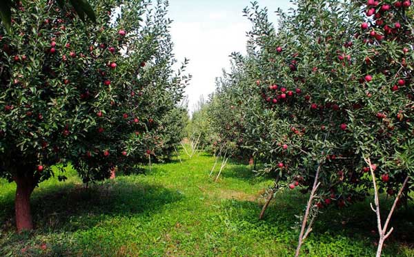 صادرات محصولاتی باغی ۲.۵میلیارد دلار ارز وارد کشور کرد