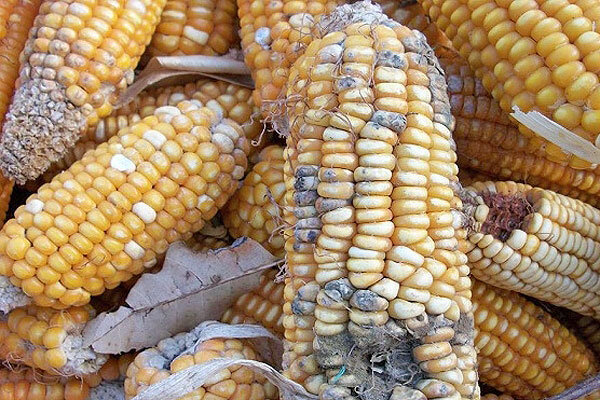 400 میلیارد تومان پول بیت المال در ماجرای ذرت های آلوده هدر رفت