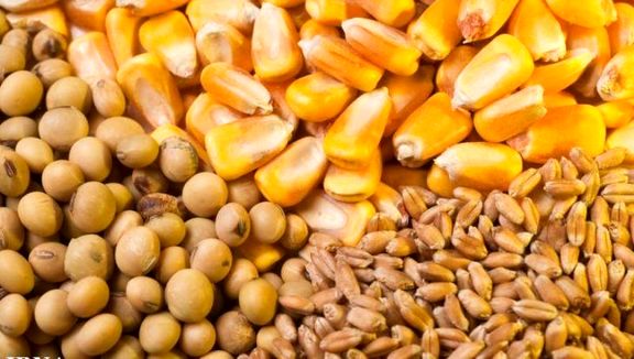 قیمت نهاده‌های دام و طیور کاهش یافت
