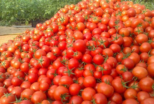 گوجه‌فرنگی به ۹۰۰۰ تومان رسید