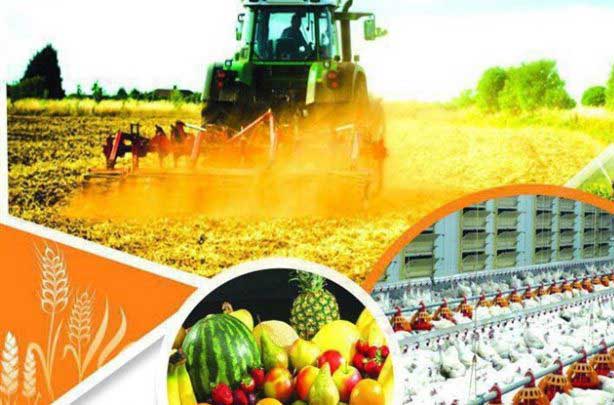 حجم بالای دارایی‌ها، عامل رشد گروه زراعت