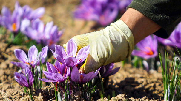 خیز گلستان برای توسعه کشت زعفران