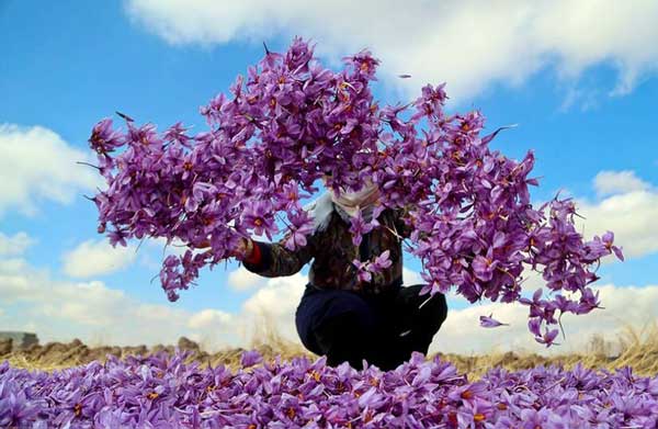 شورای ملی از تشکیل سازمان جهانی زعفران حمایت می‌کند