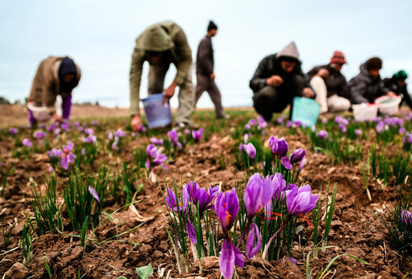 بورس کالای ایران چگونه مرجع قیمت زعفران دنیا می شود؟