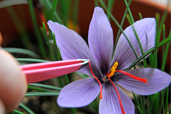 برداشت سالانه ۴۰ تن گل زعفران خشک از مزارع زاوه