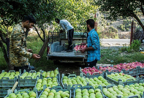 حمایت از کشاورزان آذربایجان غربی با عرضه محصولاتشان در بورس کالا