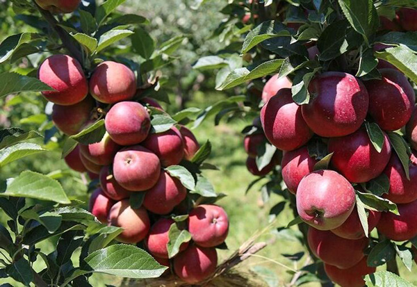 سیب وارد بورس کالا می شود/ ارزش بازار سیب ۴ هزار میلیارد تومان برآورد شد