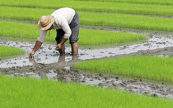 مزایای ورود برنج به بورس کالا برای کشاورزان