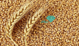 هند صادرات گندم را ممنوع می کند