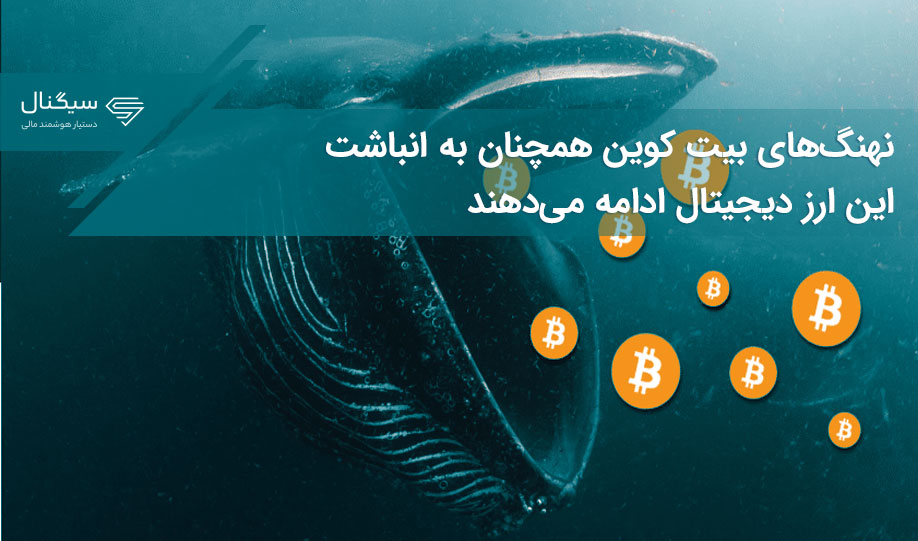 نهنگ‌های بیت کوین همچنان به انباشت این ارز دیجیتال ادامه می‌دهند