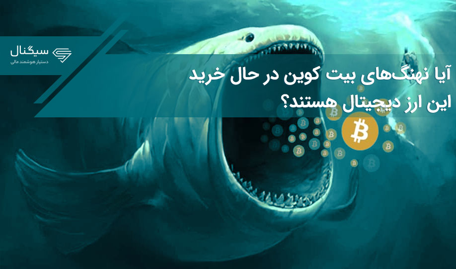 آیا نهنگ‌های بیت کوین در حال خرید این ارز دیجیتال هستند؟