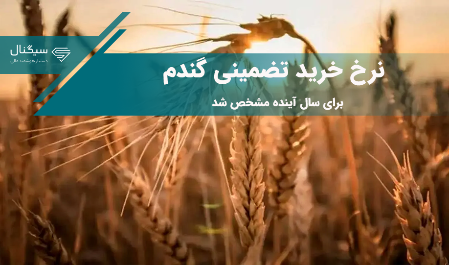 نرخ خرید تضمینی گندم برای سال آینده مشخص شد