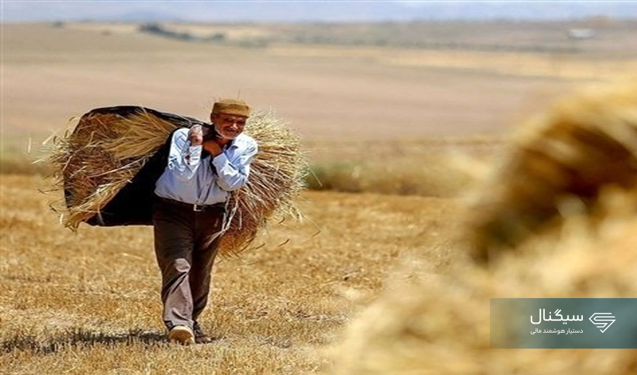 بدهی سنگین دولت به گندمکاران تسویه شد